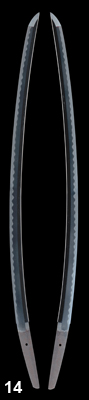 kanetoshi